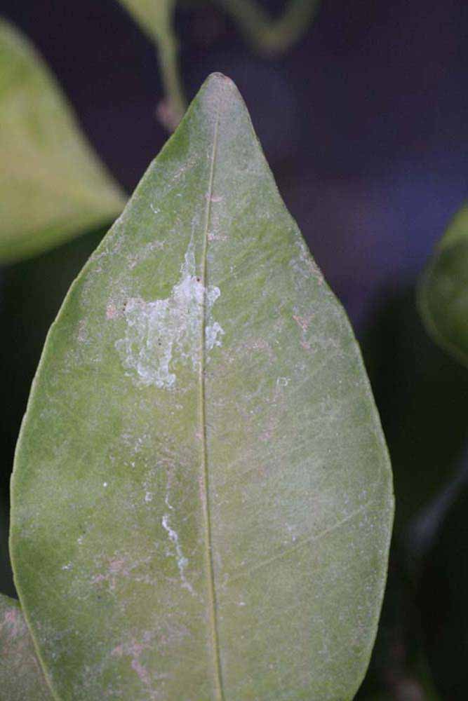              Margin (Riverside, CA)       